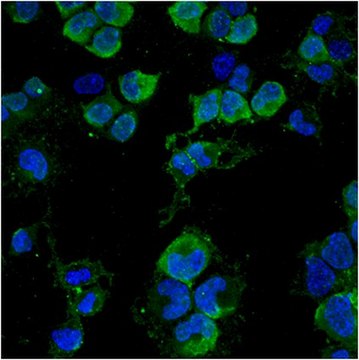 Anti-NG2 Antibody, clone 132.39, Alexa Fluor&#8482;488 Conjugate clone 132.39, from mouse, ALEXA FLUOR&#8482; 488