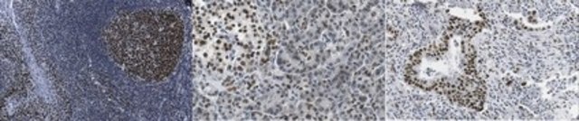 Anti-Heterochromatin Protein-1 Antibody, clone 4C12.1 clone 4C12.1, from mouse