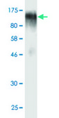 Monoclonal Anti-EBF antibody produced in mouse clone 1C12, purified immunoglobulin, buffered aqueous solution