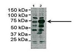 Anti-SMAD2 antibody produced in rabbit IgG fraction of antiserum