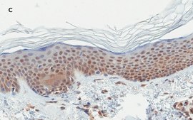 Anti-Stat3 Antibody, clone 4N11, ZooMAb® Rabbit Monoclonal recombinant, expressed in HEK 293 cells