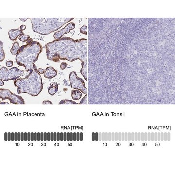 抗-GAA 兔抗 Prestige Antibodies&#174; Powered by Atlas Antibodies, affinity isolated antibody, buffered aqueous glycerol solution