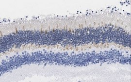 Anti-GCAP1 Antibody, clone 6B12 clone 6B12, from mouse