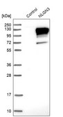 抗-NLGN3 兔抗 Prestige Antibodies® Powered by Atlas Antibodies, affinity isolated antibody, buffered aqueous glycerol solution