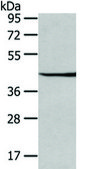 Anti-WIF1 affinity isolated antibody
