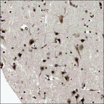 Anti-ZFC3H1 antibody produced in rabbit Ab2, Prestige Antibodies&#174; Powered by Atlas Antibodies, affinity isolated antibody, buffered aqueous glycerol solution