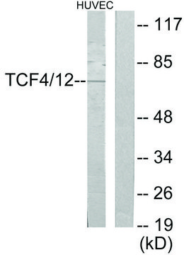 Anti-TCF4, C-Terminal antibody produced in rabbit affinity isolated antibody