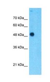 Anti-TEAD4 antibody produced in rabbit affinity isolated antibody