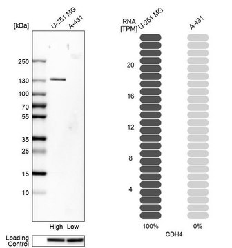 Anti-CDH4 antibody produced in rabbit Prestige Antibodies&#174; Powered by Atlas Antibodies, affinity isolated antibody, buffered aqueous glycerol solution