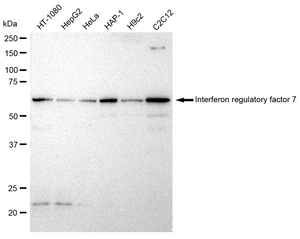 Anti Interferon regulatory factor 7 Antibody, clone 23GB2925, Rabbit Monoclonal clone 23GB2925, recombinant rabbit monoclonal, expressed in HEK293 cells