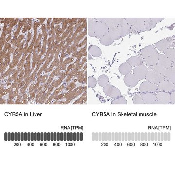 Anti-CYB5A antibody produced in rabbit Prestige Antibodies&#174; Powered by Atlas Antibodies, affinity isolated antibody, buffered aqueous glycerol solution