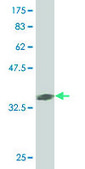 Monoclonal Anti-MAPK13 antibody produced in mouse clone 1E6, purified immunoglobulin, buffered aqueous solution