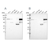 Anti-SH3KBP1 antibody produced in rabbit Ab1, Prestige Antibodies® Powered by Atlas Antibodies, affinity isolated antibody, buffered aqueous glycerol solution