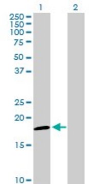 Anti-NDUFAB1 antibody produced in rabbit purified immunoglobulin, buffered aqueous solution