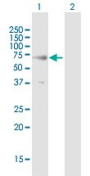 Anti-RTN2 antibody produced in mouse purified immunoglobulin, buffered aqueous solution