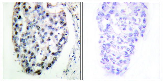 Anti-MYF5 antibody produced in rabbit affinity isolated antibody