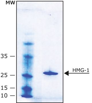 HMG-1 人 lyophilized powder, &#8805;90% (SDS-PAGE), Histidine-tagged, recombinant, expressed in E. coli