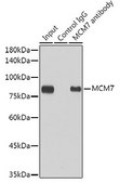 Anti-MCM7 antibody produced in rabbit