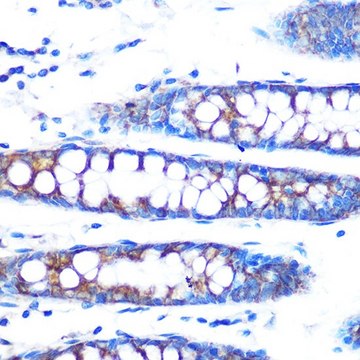 Anti-BMP4 antibody produced in rabbit