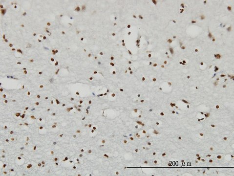 Monoclonal Anti-RPS6KA2 antibody produced in mouse clone 1F6, purified immunoglobulin, buffered aqueous solution