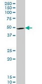 Monoclonal Anti-LHX4 antibody produced in mouse clone 2B12, purified immunoglobulin, buffered aqueous solution