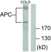 Anti-APC antibody produced in rabbit affinity isolated antibody