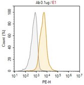 Anti-LAMP2 Antibody, clone H4B4 ZooMAb® Mouse Monoclonal recombinant, expressed in HEK 293 cells