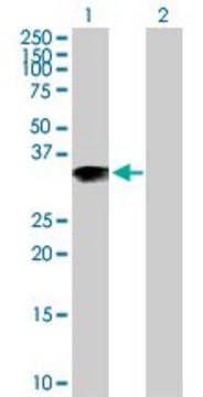 Anti-ARL10 antibody produced in mouse purified immunoglobulin, buffered aqueous solution