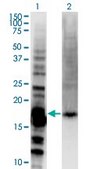 Monoclonal Anti-DAZAP2 antibody produced in mouse clone 8G5, purified immunoglobulin