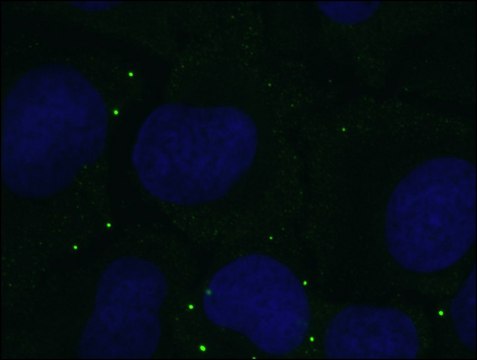 Anti-DDX6-Alexa488 antibody, Mouse monoclonal clone DDX6-34, purified from hybridoma cell culture