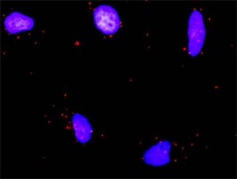 Anti-RUNX1T1 antibody produced in rabbit purified immunoglobulin, buffered aqueous solution