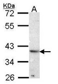 Anti-ATP6AP2 antibody produced in rabbit