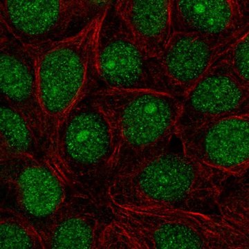 Anti-SPDEF antibody produced in rabbit Prestige Antibodies&#174; Powered by Atlas Antibodies, affinity isolated antibody