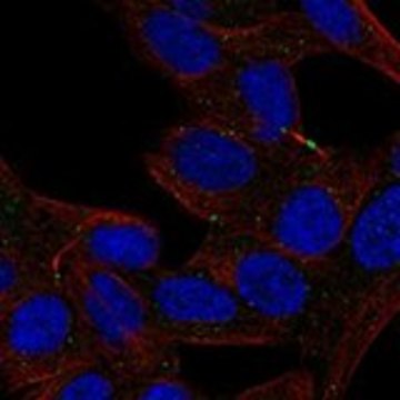 Anti-DEFA5 antibody produced in rabbit Prestige Antibodies&#174; Powered by Atlas Antibodies, affinity isolated antibody, buffered aqueous glycerol solution