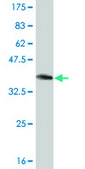 Monoclonal Anti-PTEN antibody produced in mouse clone 2G9, purified immunoglobulin, buffered aqueous solution