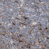 Anti-FAM19A1 antibody produced in rabbit Prestige Antibodies® Powered by Atlas Antibodies, affinity isolated antibody, buffered aqueous glycerol solution