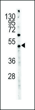 MONOCLONAL ANTI-MYC TAG antibody produced in mouse clone 9E10, IgG fraction of antiserum, buffered aqueous solution