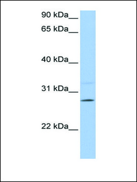 Anti-PEMT antibody produced in rabbit affinity isolated antibody