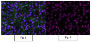 Anti-trimethyl-Histone H3 (Lys4) Antibody, Alexa Fluor™ 647 Conjugate from rabbit, ALEXA FLUOR™ 647