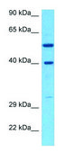 Anti-GPR34 (C-terminal) antibody produced in rabbit affinity isolated antibody