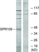 Anti-GPR109 antibody produced in rabbit affinity isolated antibody
