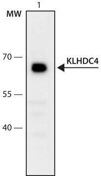 Anti-KLHDC4 (336-349) antibody produced in rabbit IgG fraction of antiserum