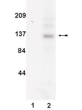 Anti-JAK3 Antibody, clone B32-32 clone B32-32, Upstate&#174;, from mouse