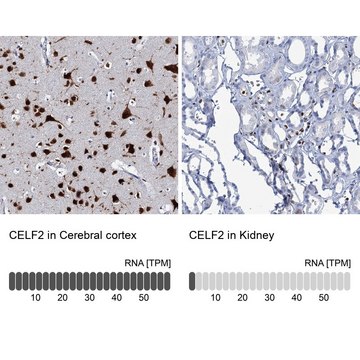 抗-CELF2 兔抗 Prestige Antibodies&#174; Powered by Atlas Antibodies, affinity isolated antibody, buffered aqueous glycerol solution