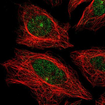 Anti-CDH24 antibody produced in rabbit Prestige Antibodies&#174; Powered by Atlas Antibodies, affinity isolated antibody