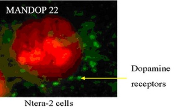 Anti-Dopamine D2 receptor (DRD2) Antibody, clone 2B9 clone 3D9, from mouse