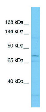 Anti-IL12RB2 antibody produced in rabbit affinity isolated antibody