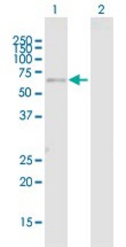 Anti-FBXO3 antibody produced in mouse purified immunoglobulin, buffered aqueous solution