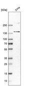 Anti-MORC3 antibody produced in rabbit Prestige Antibodies® Powered by Atlas Antibodies, affinity isolated antibody, buffered aqueous glycerol solution