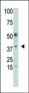 Anti-SULT2B1a/b (C-term) antibody produced in rabbit IgG fraction of antiserum, buffered aqueous solution